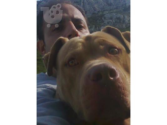 πιτ μπουλ αρσενικο καθαροαιμο πολυ μεγαλοσωμο  βαρους 50 κιλων ψαχνει θυληκο για ζευγαρομα...