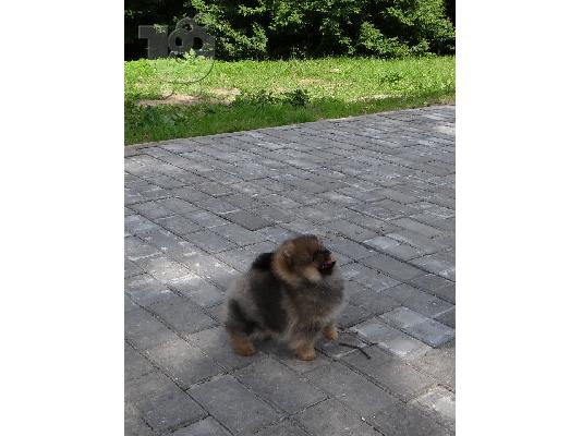 pomeranian boo