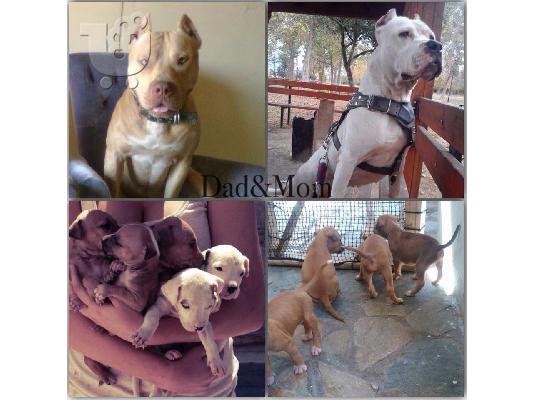 PoulaTo: pwlountai pit bull ka8aroaima