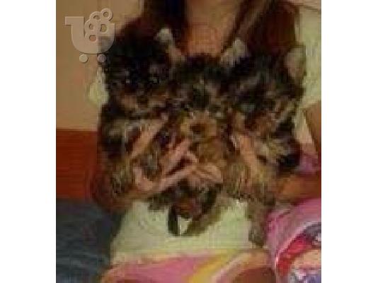 PoulaTo: Yorkshire Terrier καθαροαιμα κουταβια Αθηνα-Κρητη-Νησια 6979314054