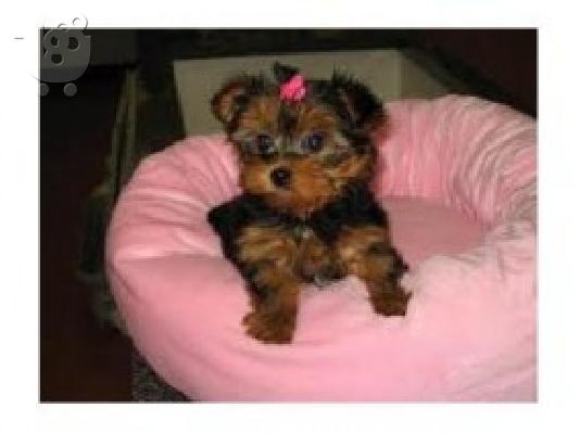 PoulaTo: Excellent Yorkie Puppies