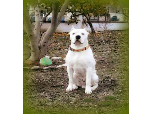 PoulaTo: ΠΩΛΟΥΝΤΑΙ ΚΟΥΤΑΒΙΑ ΚΑΘΑΡΟΑΙΜΑ DOGO ARGENTINO