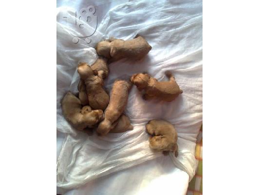 PoulaTo: cocker spaniel