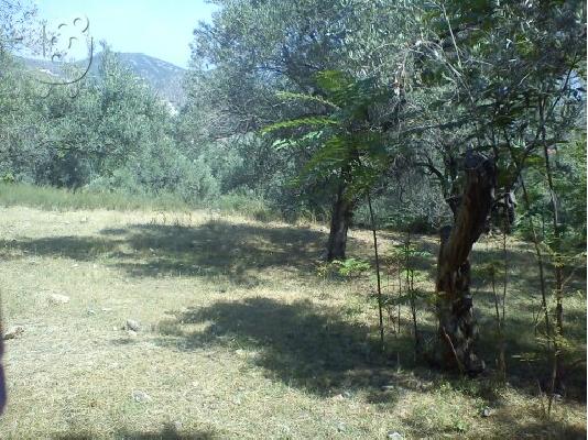 Άνω Χάλικας