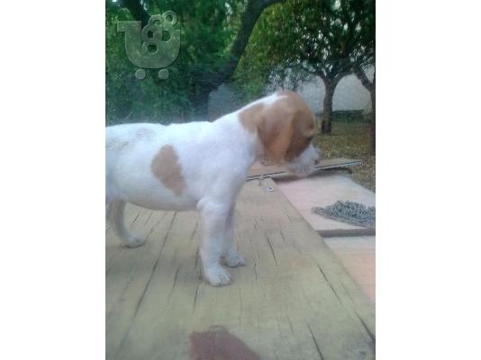 ΚΟΥΤΑΒΙΑ POINTER