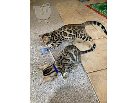 PoulaTo: Passion Bengal Kittens