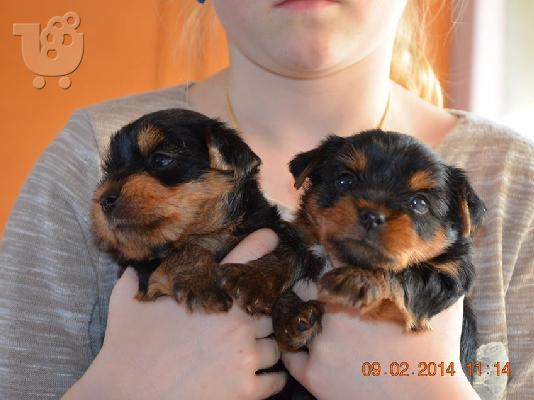 PoulaTo: Ελληνικό Εκτροφείο Yorkshire Terrier