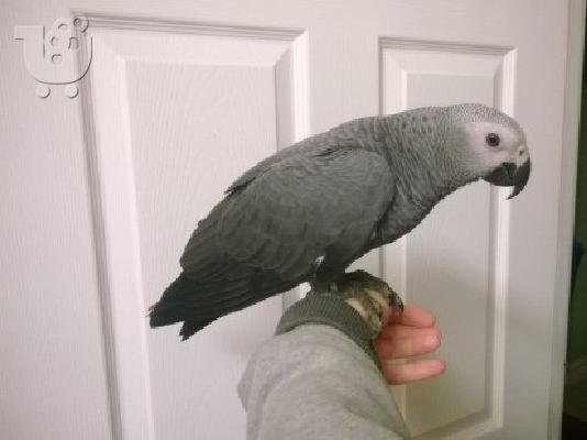 PoulaTo: Μωρό χεριών εκτρέφονται African Greys