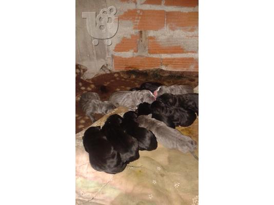 PoulaTo: ΚΑΘΑΡΟΑΙΜΑ ΚΟΥΤΑΒΙΑ CANE CORSO