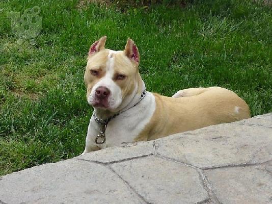 Kingsize Rednose Pitbull puppies