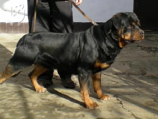 PoulaTo: Rottweiler-Ροτβάϊλερ