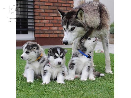 PoulaTo: Διαθέσιμα κουτάβια Siberian Husky