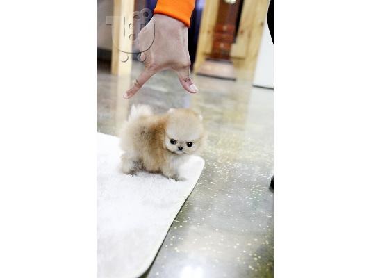 γλυκό και αξιολάτρευτο κουτάβια Pomeranian € 300.