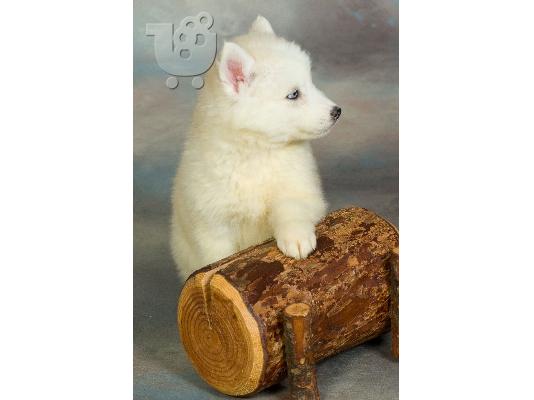 HUSKY SIBERIAN