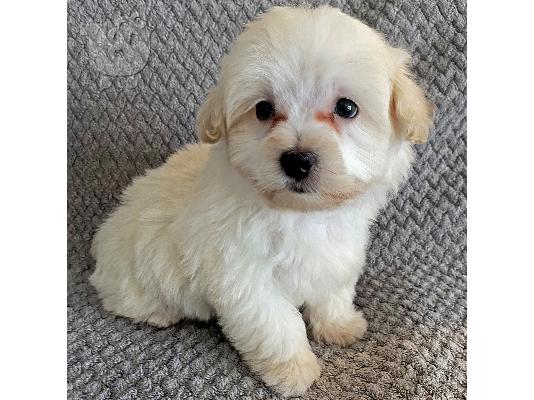 PoulaTo: Maltipoo