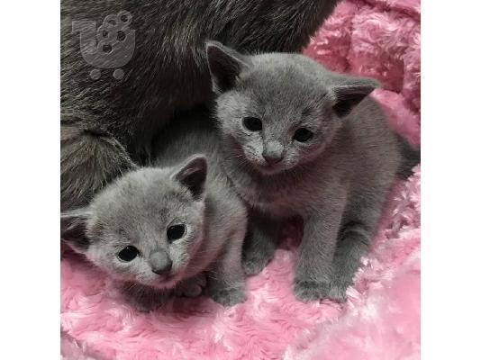 PoulaTo: Pedigree Russian Blue Kittens για νέα και αγαπημένη οικογένεια