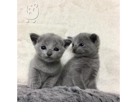 PoulaTo: Pedigree Russian Blue Kittens για νέα και αγαπημένη οικογένεια