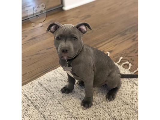 Κουτάβια Pitbull