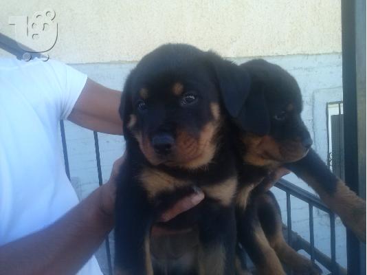 Rotweiller