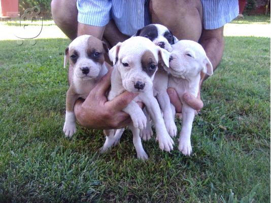 ΠΩΛΟΥΝΤΑΙ ΚΑΘΑΡΟΑΙΜΑ ΚΟΥΤΑΒΙΑ PITBULL