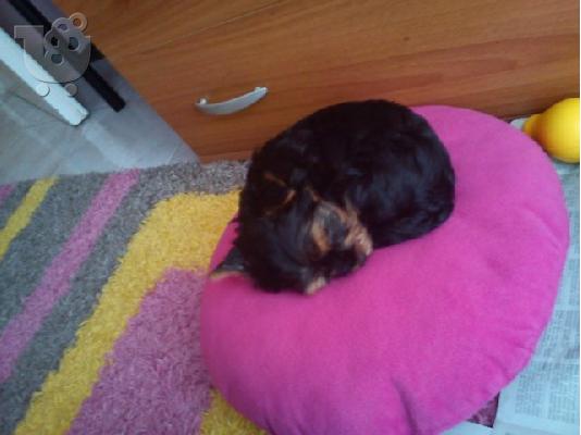 PoulaTo: ΠΟΥΛΑΩ YORKSHIRE TERRIER MINI