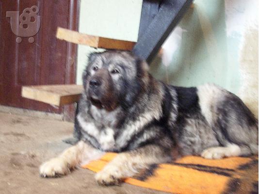 PoulaTo: PWLEITE CUACASIAN THILIKO ETOIMH GIA ANAPARAGWGI!! 