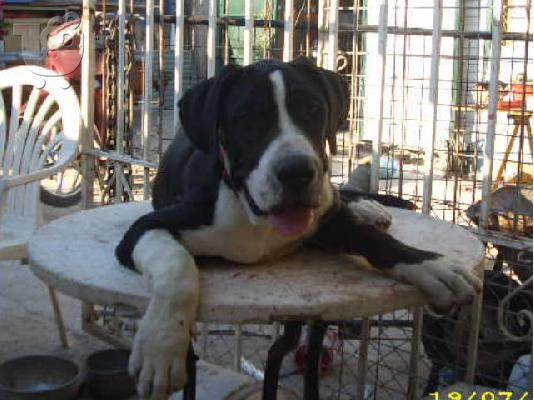 PoulaTo: πωλειται bandog αρσενικο 4,5 μηνων