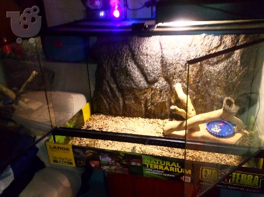 Terrarium