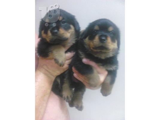 PoulaTo: ΧΑΡΙΤΩΜΕΝΑ ΚΟΥΤΑΒΙΑ ROTTWEILER