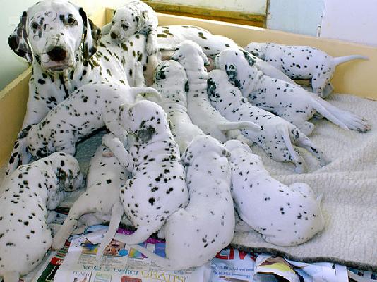 DALMATIAN