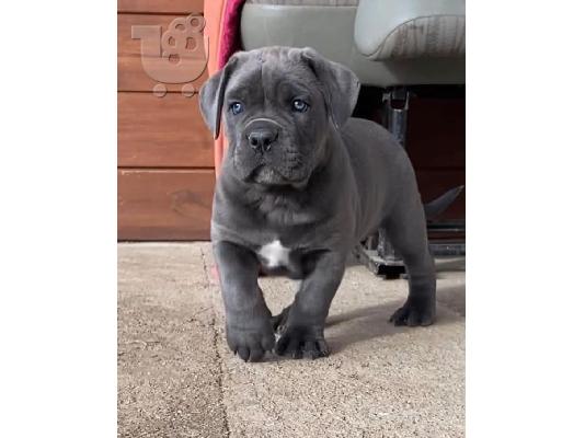 Cane corso