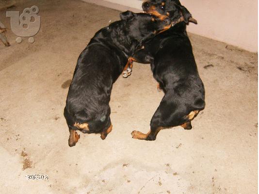 rottweiler