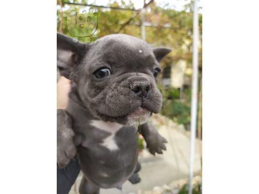 French bulldog Blue