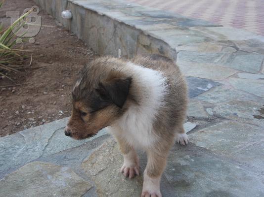 Πανέμορφα κουτάβια Collie