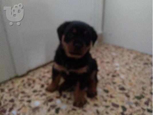 PoulaTo: Rottweiler