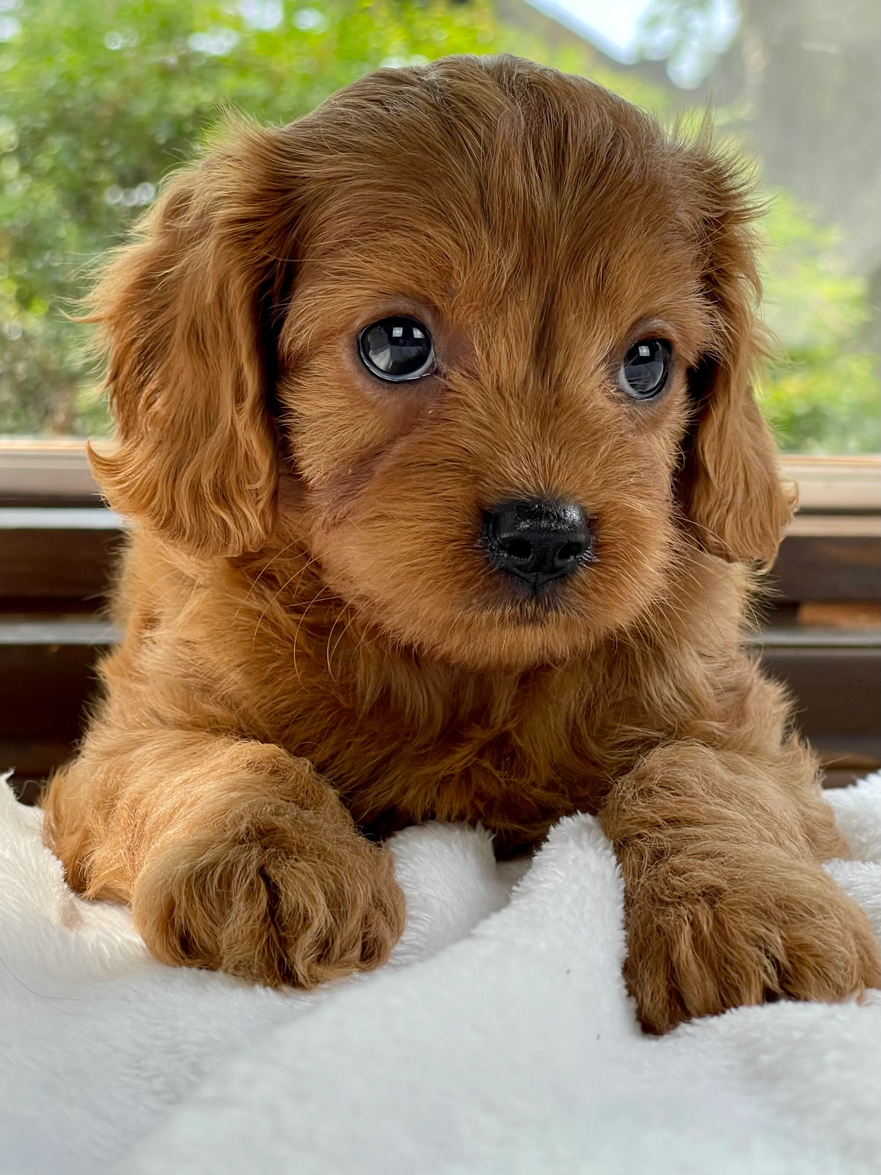 PoulaTo: Cavapoo