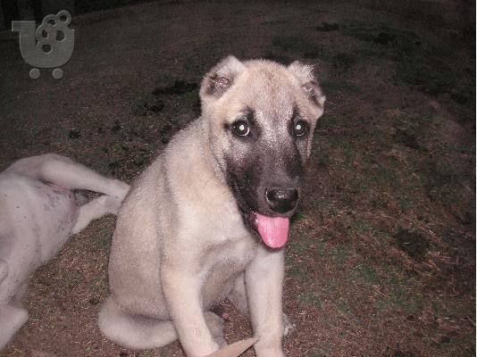 Τουρκικά kangal