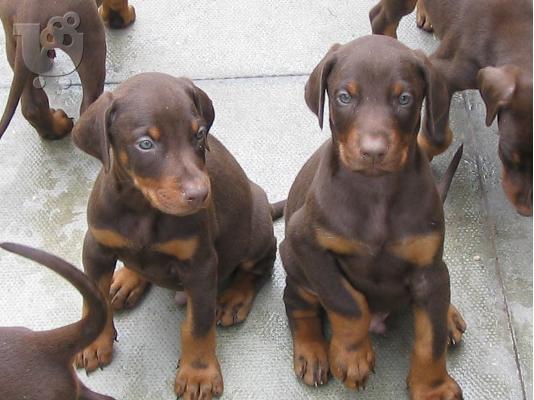 PoulaTo: DOBERMAN