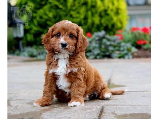 PoulaTo: Κουτάβια Cavapoo