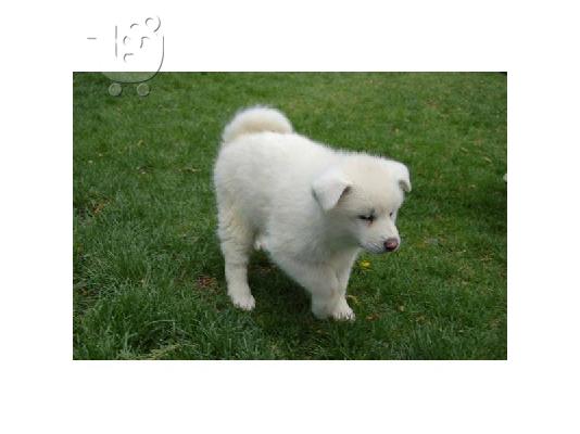 PoulaTo: adorable akc akita puppy for  rehoming