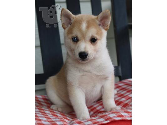 PoulaTo: Alaskan Klee Kai προς πώληση