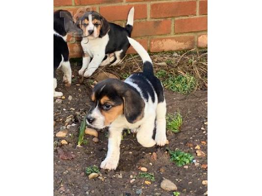 PoulaTo: Κουτάβια Beagle Tricolor..