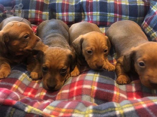 Μινιατούρα Dachshunds