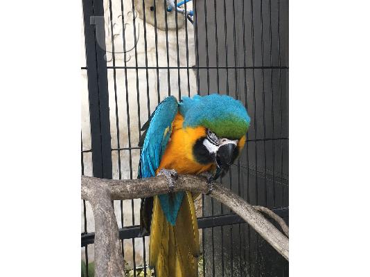 PoulaTo: Μπλε και χρυσός παπαγάλος Macaw