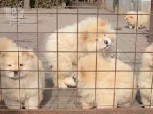 PoulaTo: Chow chow κουτάβια εκπληκτική διαθέσιμο