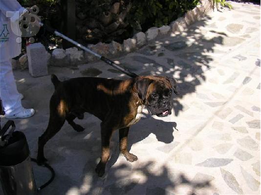 PoulaTo: BOXER ΧΑΡΙΖΕΤΑΙ
