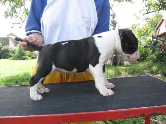 BULL TERRIER