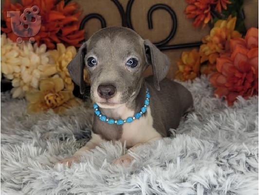 PoulaTo: Italian Greyhound