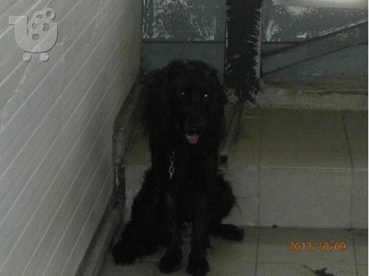 Gordon setter Χαριζεται
