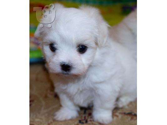 Lovely Maltes Pups Πλήρως δοκιμασμένο για την υγεία